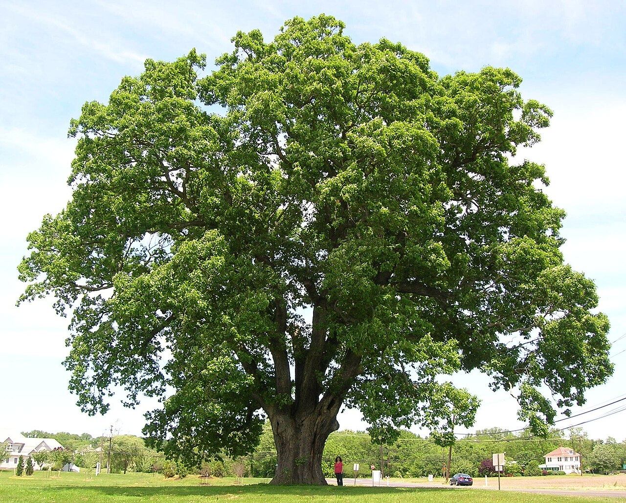 A tree in the park